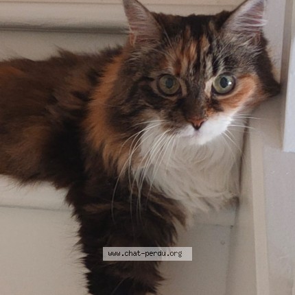Photo de chat perdu à Cauderan