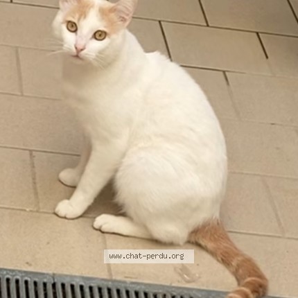 Photo de chat perdu à Bagneres De Bigorres