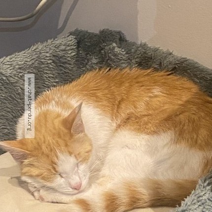 Photo de chat trouvé à Roubaix