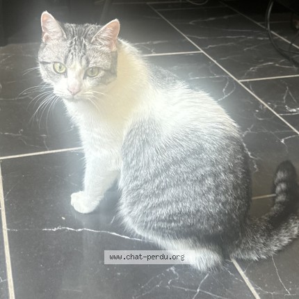 Photo de chat perdu à La Ciotat