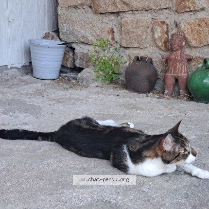 Photo de chat perdu à Loctudy