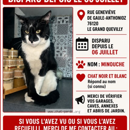 Photo 1/1 minouche Chat perdu à Le Grand Quevilly