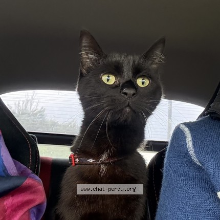 Photo de chat perdu à Calais