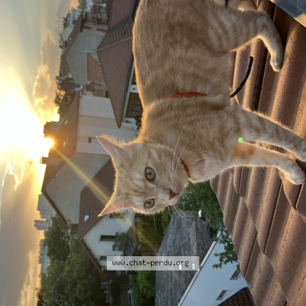 Photo 1/1 yango Chat perdu à Saint Etienne