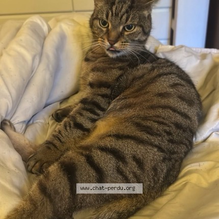 Photo de chat perdu à Perrigny