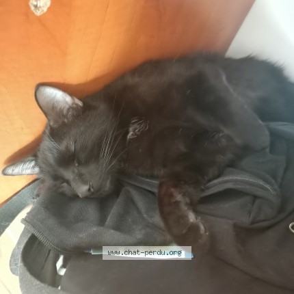 Photo 1/1 Chat trouvé Trouvé à Toulouse