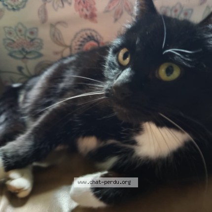 Photo de chat perdu à Vertou