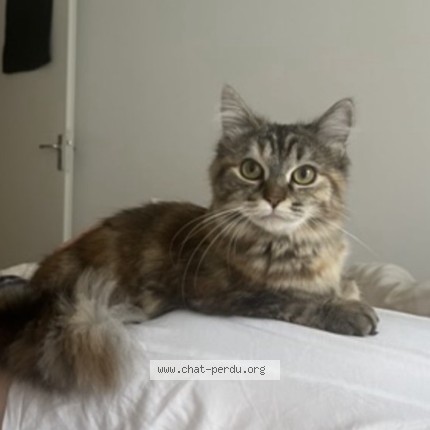 Photo de chat perdu à Toulouse