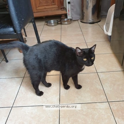 Photo 1/1 ramram Chat perdu à Yzeron