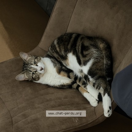 Photo de chat perdu à Plumergat