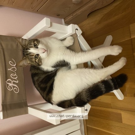 Photo de chat perdu à Feytiat