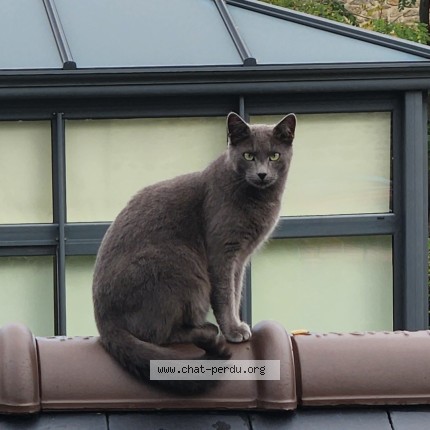 Photo de chat perdu à Les Sables D Olonne