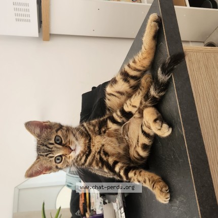 Photo de chat perdu à Les Sables D Olonne