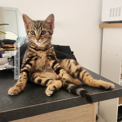 Photo 1/1 chaton Chat perdu à Les Sables D Olonne
