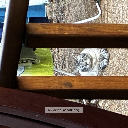 Photo de chat trouvé à Castelnau De Guers