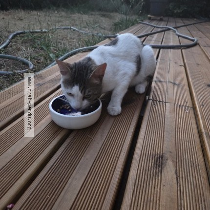 Photo 1/3 Chat trouvé Trouvé à Chatou