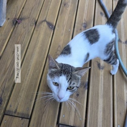 Photo 2/3 Chat trouvé Trouvé à Chatou