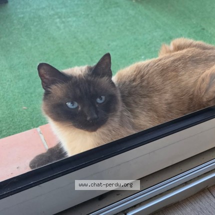 Photo de chat perdu à Aix En Provence