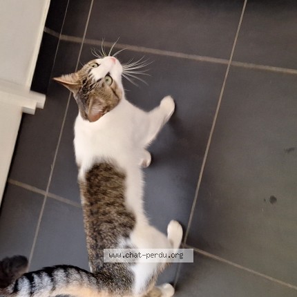 Photo 1/1 Pandi Chat perdu à Quimper