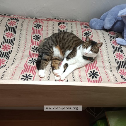 Photo 1/1 Chat retrouvé Perdu à Croissy Beaubourg