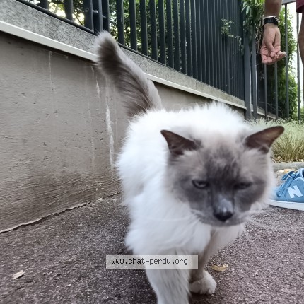 Photo 1/1 Chat trouvé Trouvé à Paris