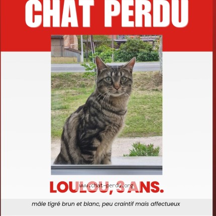 Photo 1/1 loulou Chat perdu à Lespinasse