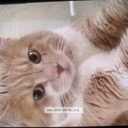 Photo 1/1 chamalow Chat perdu à Ivry Sur Seine