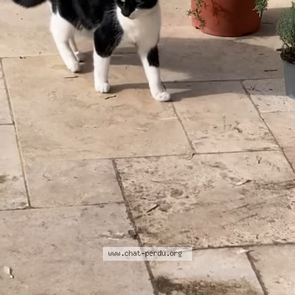 Photo de chat perdu à Montelimar