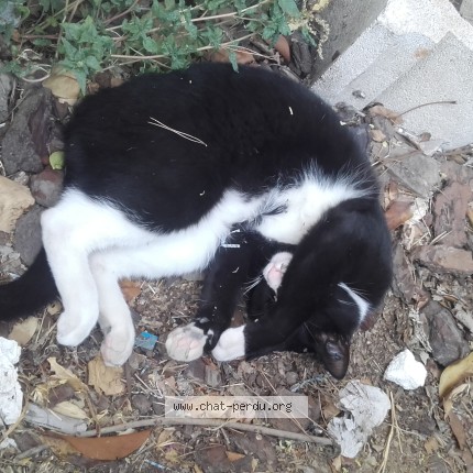 Photo 1/1 gandja Chat perdu à Rognac