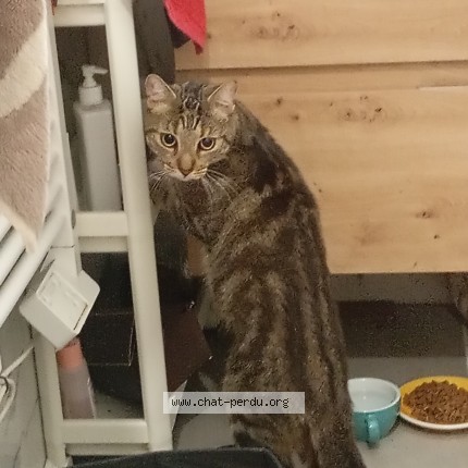 Photo de chat trouvé à Paris