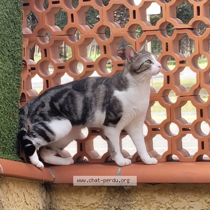 Photo 1/1 Nala Chat perdu à Le Barcares