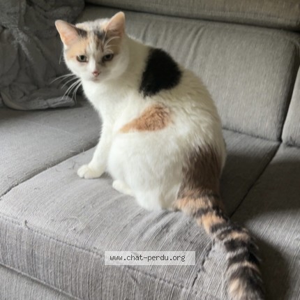 Photo de chat perdu à Saint Medard En Jalles