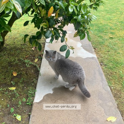 Photo 1/1 Chat retrouvé Perdu à Saint Nazaire