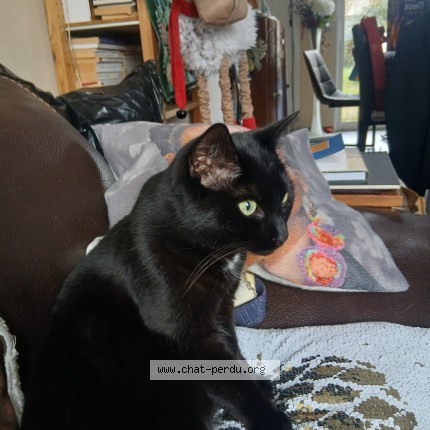 Photo de chat perdu à Le Mans