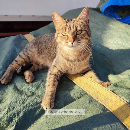 Photo de chat perdu à Lezignan Corbieres