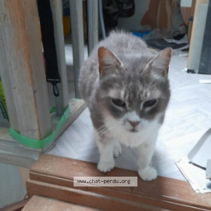 Photo 1/1 garfield Chat perdu à Baziege