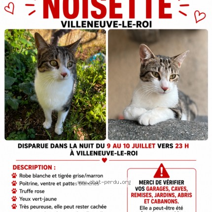 Photo 1/1 noisette Chat perdu à Villeneuve Le Roi