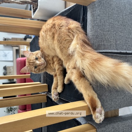 Photo de chat retrouvé à Aigre