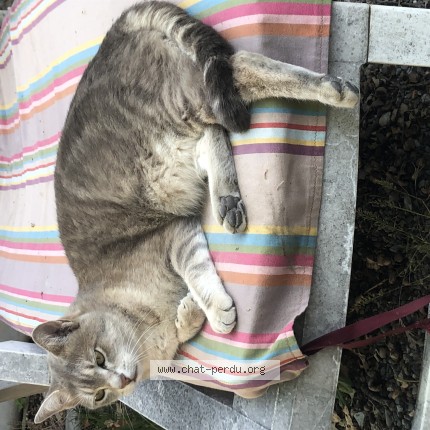 Photo de chat perdu à Saint Auban