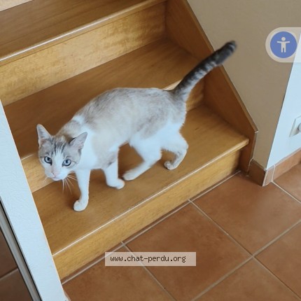 Photo de chat perdu à Plouzevede