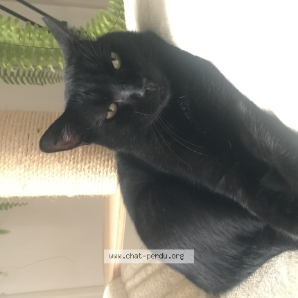 Photo de chat perdu à Narbonne