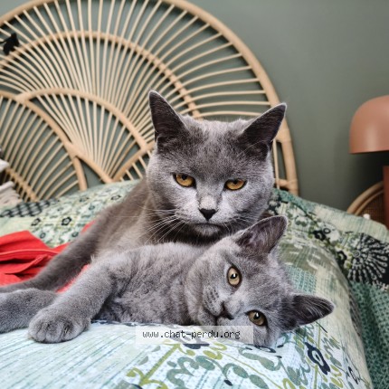 Photo de chat perdu à Peyrolles En Provence