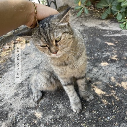 Photo 1/1 Chat trouvé Trouvé à Montpellier