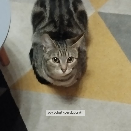 Photo 1/1 Laïka Chat perdu à Niort