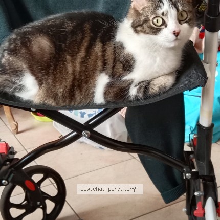 Photo de chat perdu à Tourcoing