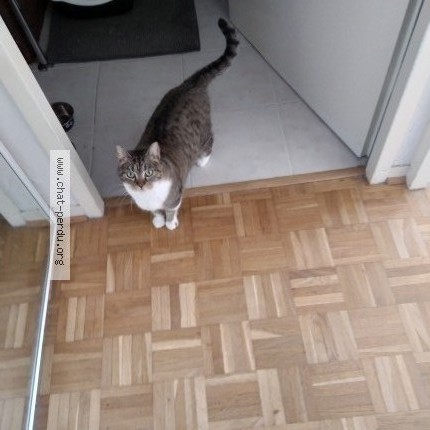 Photo 1/1 boule Chat perdu à Dreux