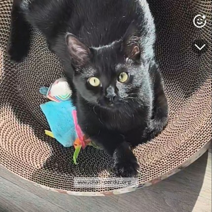 Photo de chat perdu à Caen