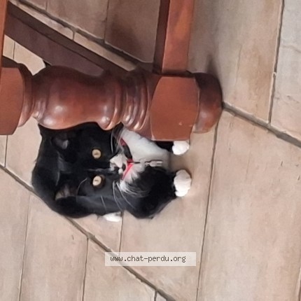 Photo de chat perdu à Joue Les Tours
