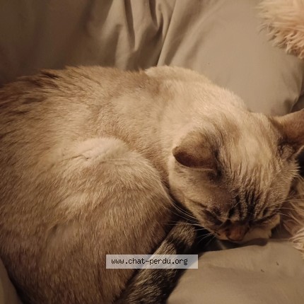 Photo de chat perdu à Anglet