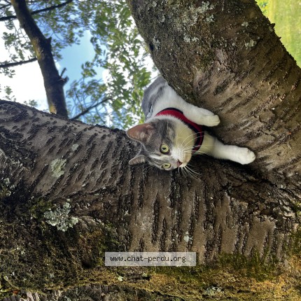 Photo de chat perdu à Pont Chateau